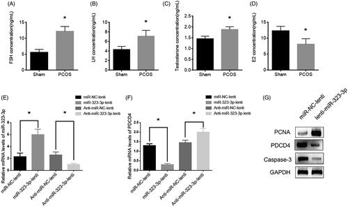Figure 6. MiR-323-3p promoted cell growth and inhibited apoptosis in vivo. The serum levels of (A) FSH, (B) LH, (C) testosterone and (D) E2. (E) MiR-323-3p expression. (F) PDCD4 protein expression. (G) Protein expressions of PCNA, PDCD4 and caspase-3. (*) Denotes differences from the control group (p < .05). Values are means ± SEM. For each experiment, at least 4 samples were available for the analysis.