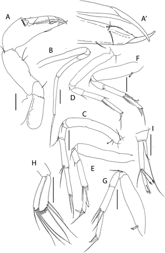 Figure 9. Akanthinotanais rossi sp. nov., (a), cheliped; A’, detailed of chela; (b), pereopod-1; (c), pereopod-2; (d), pereopod-3; (e), pereopod-4; (f), pereopod-5; (g), pereopod-6; (h), pleopod; (i), uropod. Scale lines = 0.1 mm