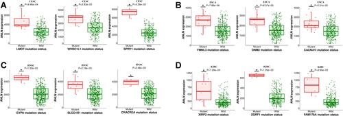 Figure 12 Mutant genes positively correlated with ANLN in CESC, ESCA, HNSC, and KIRC from MuTarget. (A) Top three genes correlated with ANLN in CESC; (B) top three genes correlated with ANLN in ESCA; (C) top three correlated genes with ANLN in HNSC; (D) top three genes correlated with ANLN in KIRC. *P<0.05.