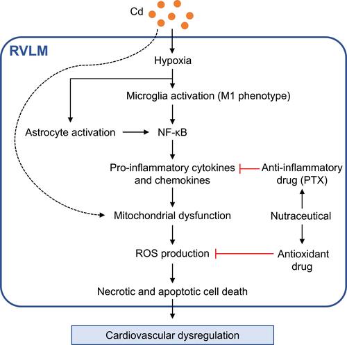 Figure 9 Proposed cellular mechanisms at RVLM that underpin cadmium-induced cardiovascular dysregulation. Activation of microglia and astrocytes, release of pro-inflammatory cytokines and chemokines, mitochondrial dysfunction and generation of ROS initiated by hypoxia because of reduced blood flow promoted by cadmium leads to cell death in RVLM, resulting in cardiovascular dysregulation. Also included are potential therapeutic targets against cadmium-induced toxicity. Note dotted line denotes that mitochondria may be a direct action target for cadmium.