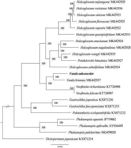 Figure 1. The maximum-likelihood (ML) tree based on the 22 representative plastid genomes of Aeridinae. Numbers near the nodes mean bootstrap support value.