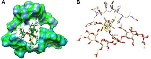 Figure 7 The lowest energy conformation of HPMC-PVP-FLU complex from MD simulations: (A) showing how the FLU is encapsulated/wrapped within the HPMC/PVP cage and (B) showing the hydrogen bonding interactions between FLU and PVP/HPMC.