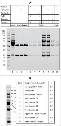 Figure 2. Characterization of insoluble protein aggregates formed when therapeutic mAbs are mixed with dextrose and human plasma. (A) SDS-PAGE analysis of individual protein samples (lanes 1–4), insoluble aggregate pellets collected using centrifugation (lanes 5–10), and basal protein adsorption (Ads) to the microtube surface (lane 11). Samples were prepared as described in Materials and Methods. Shown are representatives of 2 independent experiments. (B) The most abundant proteins that are identified by in-gel digestion and LC-MS/MS from samples in the corresponding bands of the SDS-PAGE gel. Note: pI values taken from the UniProtKB/Swiss-Prot database.