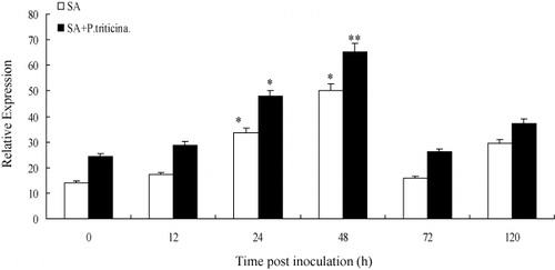 Figure 4. Expression profiles of TaLr35PR5 in wheat leaves treated by SA and pre-treated with SA chemical inducers prior to P. triticina inoculation at different time points. The y-axis indicates the amounts of TaLr35PR5 transcript normalized to the GAPDH gene and express relative to that of susceptible cultivar treated with SA. The x-axis indicates sampling times. Error bars represent variation among three biological replicates. **p < 0.01, *p < 0.05, n = 3.