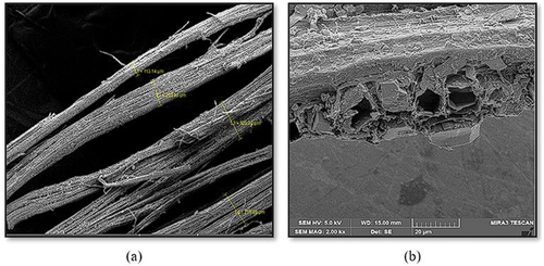 Figure 2. (a) GOFs and (b) Pores in GOF at 20 µm scale.