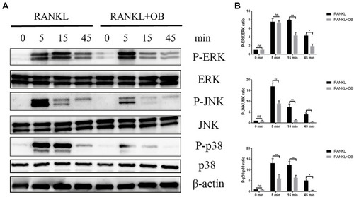 Figure 5 OB attenuates RANKL-mediated activation of MAPK signaling pathway. BMMs were pretreated with OB (50μM) in FBS-free medium for 12 hours. Then, all cells were stimulated with RANKL (50ng/mL) for 5min, 15min and 45 min, respectively. (A) Western-blot analysis detected effect of OB on the phosphorylated level of ERK, JNK and p38 after RANKL induction. (B) Quantitative analysis revealed the phosphorylated ERK, JNK and p38 to total ERK, JNK and p38. ns, no statistical significance; *P < 0.05; **P < 0.01.