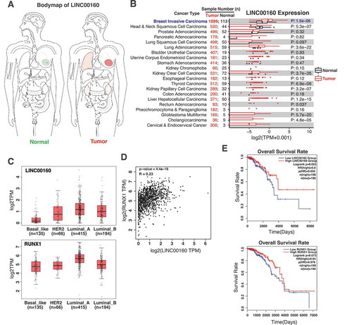 Figure 5. The levels of LINC00160 and RUNX1 correlate with the disease outcome in ER+ breast cancer patients.