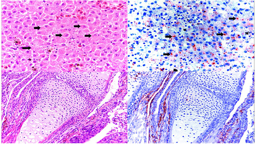 Fig. 5 Histopathology and immunohistochemistry of ranavirus-infected water frogs.Top panel: (left) Hematoxylin/Eosin staining of a liver section from an affected water frog adult from DNP with intracytoplasmic basophilic inclusions (black arrows) and (right) immunohistochemical staining of a serial section in which intracytoplasmic inclusions present with marked immunolabelling confirming active viral replication. Lower panel: (left) hematoxylin/eosin staining of forelimb from affected water frog larva with no apparent microscopic lesion; (right) immunohistochemical staining of a serial section, in which positive immunolabelling is present in the periarticular muscle and connective tissue