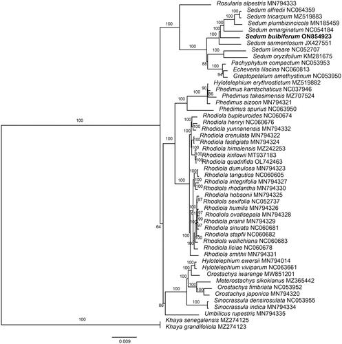 Figure 3. Maximum-likelihood (ML) tree of S. bulbiferum and 49 relative species was reconstructed using the IQ-Tree based on 55 protein-coding gene sequences shared by all genomes under the TVM + I + F model for 5000 ultrafast bootstraps, as well as the Shimodaira–Hasegawa–like approximate likelihood-ratio test. Bootstrap values are shown next to the nodes. The following sequences were used: Rosularia alpestris MN794333 (Zhao et al. Citation2020), Sedum tricarpum MZ519883 (Chen et al., Citation2022), Sedum plumbizincicola MN185459 (Ding et al. Citation2019), Sedum lineare NC052707 (Tang et al. Citation2021), Sedum oryzifolium KM281675 (Li and Chen Citation2020), Echeveria lilacina NC060813 (Nah et al. Citation2022), Hylotelephium erythrostictum MZ519882 (Chen et al., Citation2022), Phedimus kamtschaticus NC037946 (Seo and Kim Citation2018), Phedimus takesimensis MZ707524 (Seo et al. Citation2020), Phedimus aizoon MN794321 (Zhao et al. Citation2020), Rhodiola bupleuroides NC060674 (Zhao et al. Citation2021), Rhodiola henryi NC060676 (Zhao et al. Citation2021), Rhodiola yunnanensis MN794332 (Zhao et al. Citation2021), Rhodiola crenulata MN794322 (Zhao et al. Citation2020), Rhodiola fastigiata MN794324 (Zhao et al. Citation2020), Rhodiola kirilowii MT937183 (Zhang and Liu Citation2021), Rhodiola quadrifida OL742463 (Zhao et al. Citation2022), Rhodiola dumulosa MN794323 (Zhao et al. Citation2020), Rhodiola tangutica NC060605 (Lakshmanan et al. Citation2011), Rhodiola integrifolia MN794327 (Zhao et al. Citation2020), Rhodiola rhodantha MN794330 (Zhao et al. Citation2020), Rhodiola hobsonii MN794325 (Zhao et al. Citation2020), Rhodiola humilis MN794326 (Zhao et al. Citation2020), Rhodiola ovatisepala MN794328 (Zhao et al. Citation2020), Rhodiola prainii MN794329 (Zhao et al. Citation2020), Rhodiola sinuata NC060681 (Zhao et al. Citation2021), Rhodiola stapfii NC060682 (Zhao et al. Citation2021), Rhodiola wallichiana NC060683 (Zhao et al. Citation2021), Rhodiola liciae NC060678 (Zhao et al. Citation2021), Rhodiola smithii MN794331 (Zhao et al. Citation2020), Hylotelephium ewersii MN794014 (Zhao et al. Citation2020), Meterostachys sikokianus MZ365442 (Kang et al. Citation2022), Orostachys japonica MN794320 (Zhao et al. Citation2020), Sinocrassula indica MN794334 (Zhao et al. Citation2020), Umbilicus rupestris MN794335 (Zhao et al. Citation2020), Khaya grandifoliola MZ274123 (Mascarello et al. Citation2021), Khaya grandifoliola MZ274125 (Mascarello et al. Citation2021).