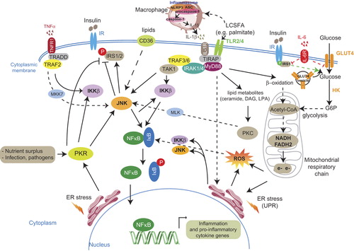 Figure 1. Extracellular and intracellular signals leading to metabolic inflammation. The pro-inflammatory cytokines TNFα and IL-1β, through their respective receptors TNF1R and IL-1R, activate signaling pathways, via adaptive protein complexes, converging to stimulation of the intracellular kinases JNK and IKKβ. The latter phosphorylate the inhibitor of the pro-inflammatory transcription factor NFκB, IκB. Phosphorylated IκB releases NFκB which translocates into the nucleus where it activates the transcription of inflammation and pro-inflammatory cytokine genes. LCSFA bind to their receptors TLR2/4 and induce signaling pathways leading to excessive ROS generation, via β-oxidation and mitochondrial respiratory chain, ER stress stimulation, and lipid metabolite formation which activate JNK (lipid metabolites activate JNK via PKC stimulation). JNK is an inhibitor of the insulin receptor pathway via IRS-1/2 phosphorylation and can be activated through a lipid translocase (FAT/CD36)-mediated pathway but also through a PKR-dependent pathway. Upon HFD-induced increase in FFAs, IL-1β is cleaved and released from macrophages through the inflammasome/caspase-1 pathway. IL-6 decreases IRS-1 and GLUT4 transcription and impairs glucose transport. IRS-1 phosphorylation on serine is depicted in red and on tyrosine in green. Obesity signals, such as increased glucose entry into adipose cells, contribute to enhanced oxidative stress, through the increase in electron flux in mitochondria. All these pathways participate in the installation of low-grade inflammation.Abbreviations: ASC = adaptor protein apoptotic speck protein containing a caspase recruitment domain; CD36/FAT = cluster of differentiation-36/ fatty acid translocase; DAG = diacyl glycerol; ER = endoplasmic reticulum; G6P = glucose-6 phosphate; GLUT = glucose transporter; HK = hexokinase; IKKβ = IκB kinase β; IL-1β = interleukin-1β; IL-6 = interleukin-6; IR = insulin receptor; IRAK = interleukin-1 receptor associated kinase; IRS = insulin receptor substrate; IκB = inhibitor of NFκB; JNK = Jun N-terminal kinase; LPA = lysophosphatidic acid; MKK7 = mitogen-activated protein kinase kinase-7; MLK = mixed-lineage kinase; MyD88 = myeloid differentiation protein-88 (a docking protein); NFκB = nuclear factor kappa B; NLRP3 = nucleotide-binding domain with leucine-rich repeats (NLR) containing pyrin domain-3; PKR = double-stranded RNA-dependent protein kinase; ROS = reactive oxygen species; TAK-1 = transforming growth factor β activated kinase-1; TLR2/4 = Toll-like receptors 2/4; TlRAP = Toll-like receptor adaptor protein; TNFα = tumor necrosis factor α; TRADD = TNF receptor associated death domain; TRAF = TNF receptor associated factor; UPR = unfolded protein response.