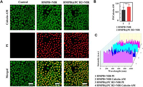 Figure 5 (A) CLSM images of Hela cells stained by Calcein-AM/PI in treatment groups. (B) Quantitative analysis of the relative fluorescence intensity in the two treatment groups. (C) Waterfall plot of the relative fluorescence intensity in the two treatment groups. (***p < 0.005).
