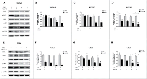 Figure 4. Effect on PI3K/AKT/mTOR pathway. U87MG and GSCs were treated with either TMZ or EMAP-II and combination of TMZ with EMAP-II for 72 h. (A-D) Western Blot showed relative expressions of PI3K, p-PI3K, AKT, p-AKT, mTOR and p-mTOR, combination of TMZ with EMAP-II enhanced inhibition of p-mTOR/mTOR on U87MG; (E-H) Western Blot showed relative expressions of PI3K, p-PI3K, AKT, p-AKT, mTOR and p-mTOR, combination of TMZ with EMAP-II enhanced inhibition of p-mTOR/mTOR on GSCs. The values present means ± SD (n = 4, each). *p < 0.05, **p < 0.01, or ***p < 0.001.