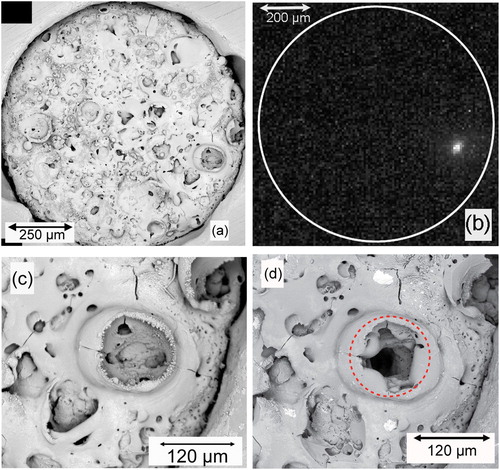 Figure 14. Microstructural effects [Citation62] of a discharge cascade on a small area sample (with a 100 µm thick PEO coating) during processing at 2500 Hz for 1 s, showing (a) an SEM micrograph of the surface in the initial state, (b) a superimposed set of (∼200,000) video images taken during the process, (c) a magnified SEM micrograph of the region indicated in (b) as the cascade location and (d) the same area after PEO processing (with the region in which the discharge was localised indicated by a circle).
