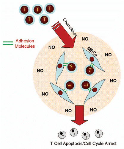 Figure 1 Adhesion molecules are involved in suppressing immune responses. Chemokines and adhesion molecules mediate leukocyte migration and adhesion to MSCs. The high concentration of NO or IDO-catalyzed metabolites produced by inflammatory cytokine-stimulated MSCs bathes the recruited leukocytes, and can induce apoptosis, cell cycle arrest or the development of immunoregulatory cells leading to downregulation of the immune response.