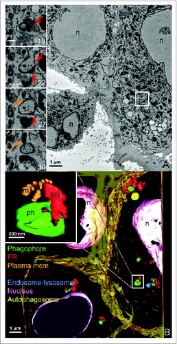 Figure 3. SB-EM reveals the spatial localization of phagophores and autophagosomes in whole cells. (A) Micrograph of SB-EM showing the overview of the cell with phagophores present (box outline depicts 1 of them). Inserts show 1 phagophore of interest, which is identified as an electron-dense open c-shaped structure, and the sequential SB-EM slices of the same phagophore are numbered. Orange arrow in the inserts depicts a mitochondrion in close proximity to the phagophore; the red arrows depict ER in close proximity to the phagophore. Figures S1 and S2 show serial images and a 3D model of additional phagophores and other organelles from this same cell. n, nucleus. (B) A 3D model of the SB-EM data shown in panel (A), and the spatial distribution of some of the phagophores within the cell. The color codes are assigned as follows; phagophores (ph) are green, the ER (ER) is red, plasma membrane is orange, mitochondria (m) are brown, endosomes or lysosomes are blue, nuclei (n) are pink and autophagosomes are yellow. The insert depicts the close communication between the phagophore and adjoining ER and mitochondria. Movies S1 and S2 show this same dataset.