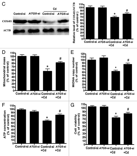 Figure 4C–G.ATG5 siRNA treatment reverses mitochondrial loss by inhibiting mitophagy. (C) A representative immunoblot of COX4I1 (17 kDa) protein levels in L02 cells silenced using a commercial vector. ACTB (42 kDa) was the internal standard for protein loading. (E) Quantitative real-time PCR analysis was applied to detect mtDNA copy number. (D) The mitochondrial mass, (F) ATP concentrations, and (G) cell viability were analyzed using an Infinite™ M200 Microplate Reader. The data are representative of 4 independent experiments. The results were expressed as a percentage of control, which was set at 100%. The values are the means ± SEM; *P < 0.05 vs. the control group; #P < 0.05, ##P < 0.01versus the CdCl2 group. Arrows indicate the colocalization dots.