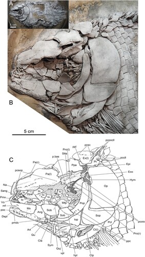 FIGURE 1. Lepidotes gigas Agassiz, Citation1832, FWD_1098 (part). A, transfer-prepared specimen in left lateral view, dusted with ammonium chloride for photography; B, cephalic and pectoral girdle skeleton of the same; C, drawing of cephalic and pectoral girdle skeleton. Abbreviations: Ang, angular; Art, articular; Cl, cleithrum; Cla, anterior clavicle element; Clp, posterior clavicle element; Dpal, dermopalatine; Dspl, dentalosplenial; Epi, epiotic; Ex, extrascapular; Exo, exoccipital; hpl, horizontal pit-line of the cheek; Hym, hyomandibula; Io, infraorbital; Iop, interoperculum; mf, maxillary foramen; Mtp, metapterygoid; Mx, maxilla; Na, nasal; Op, operculum; Pa, parietal; p.bas, processus basipterygoideus; pccll, pores of the canal for the cephalic lateral line; pcio, pores of the canal for the infraorbital sensory line; Pcl, postcleithrum; pcoio, pores of the canal for the otic section of the infraorbital sensory line; pcpocll, pores of the canal for the postotic section of the cephalic lateral line; pcsc, pores of the canal for the supratemporal commissure; pcsop, pores of the canal for the supraorbital sensory line; pmdc, pores of the mandibular canal; Pmx, premaxilla; poc, pores of the “oral” canal; Pop, preoperculum; Ppa, postparietal; ppc, pores of the preopercular canal; ppl, posterior pit-line of the skull roof; Pro, prootic; Pt, posttemporal; Qu, quadrate; Quj, quadratojugal; Sang, surangular; Smx, supramaxilla; Sob, suborbital; Sop, suboperculum; Stta, supratemporotabular; Sym, symplectic; Vo, vomer; vpl, vertical pit-line of the cheek; (l), left; (r), right.