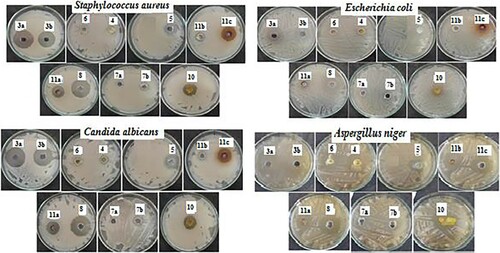 Figure 1. The growth inhibition zones of the newly synthesized compounds against Escherichia coli, staphylococcus aureus, Candida albicans and Aspergillus niger.
