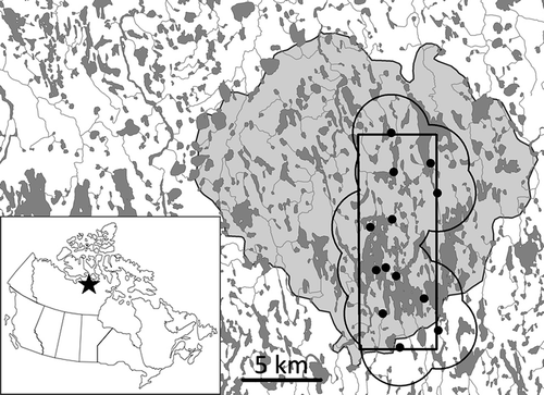 Figure 1. Location of the large goose colony at Karrak Lake in the Queen Maud Gulf Bird Sanctuary, Nunavut, Canada. The goose colony is outlined in light grey in the insert map and the study area for capturing and marking foxes is outlined by the black rectangle. The main trap sites are indicated by black dots and the effective trapping area using a 2.5-km buffer around the main trap sites is outlined by the dark grey line.