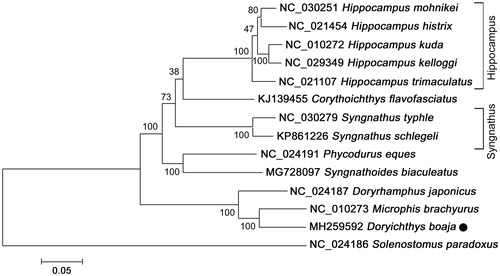 Figure 1. Neighbour-joining (NJ) tree of 14 species complete mitochondrial genome sequence. The phylogenetic relationships of Doryichthys boaja in Syngnathidae using Sloenostomus paradoxus as the outgroup. Number above each node indicates the ML bootstrap support values generated from 100 replicates.
