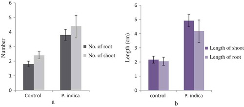 Figure 2. Morphological changes in growth pattern of the P. indica-colonized plantlet versus uncolonized plantlet in terms of mean of roots and shoots number (a) as well as mean of root and shoot length (b). Bar represents mean ± SE (n = 15). The data is significant at the level of P ≤ 0.05.