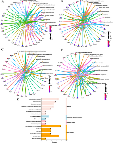 Figure 2 Results of bioinformatics analysis of DEGs. GO enrichment analysis of DEGs divided DEGs into three functional groups: BP (A), CC (B), and MC (C). (D) Top 10 KEGG pathway enrichment results. The horizontal coordinate represents the ratio of DEGs enriched in an item to the total number of genes in that item. (E) Disease enrichment analysis results. The horizontal coordinate represents the number of genes associated with the disease in the DEGs.