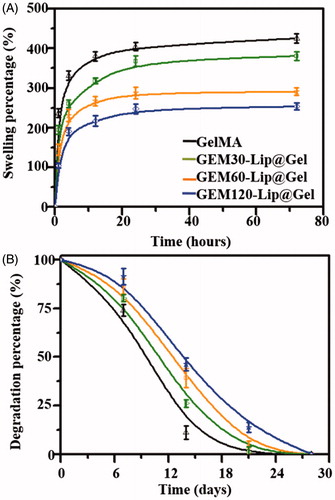 Figure 4. Physical characterizations of GelMA and GEM-Lip@Gel with different quantities of liposome contents. Swelling percentage (A). Degradation profiles (B).