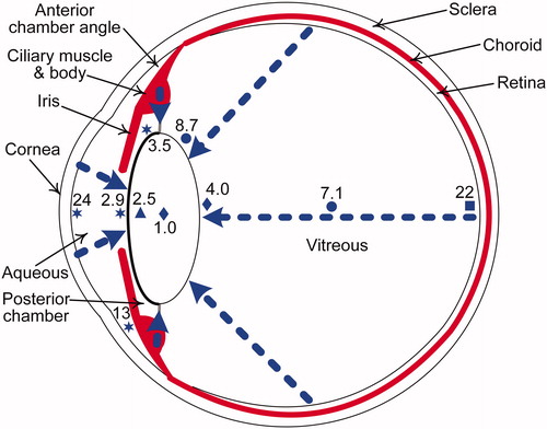 Figure 3. Cutaway diagram of the human eye showing a clear lens, with typical oxygen levels in mmHg (7.6 mmHg = 1% O2). The blue triangle, circles, stars, and square indicate oxygen measurements from human data (Helbig et al. Citation1993; Holekamp et al. Citation2005; Siegfried et al. Citation2010; Beebe et al. Citation2014, respectively) and blue diamonds indicate mean of oxygen measurements from cats, rabbits and guinea pigs (Giblin et al. Citation2009). The dashed blue arrows show the diffusion of oxygen from the atmosphere via the cornea and from vascular sources, namely, the retinal and ciliary body arterioles. The middle layer of the eye, the uvea (in red), consists of the iris, ciliary body and choroid.
