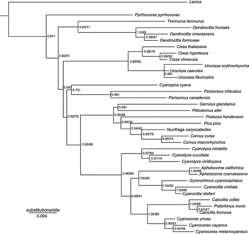 Figure 2A. Phylogeny based on Bayesian and maximum-likelihood analyses of the combined nuclear data set. Numbers at the nodes refer to Bayesian posterior probability/maximum-likelihood bootstrap support.