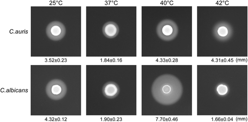 Fig. 6 A comparison of Sap activities of C. auris and C. albicans.We spotted 5 × 106 cells of C. auris or C. albicans (SC5314) in 5 µL ddH2O onto YCB-BSA medium plates, followed by growth at 25 °C, 37 °C, 40 °C, and 42 °C for five days. The white precipitation zones (halos) around the cell spots indicate Sap-mediated BSA hydrolysis. The width of the precipitation zones is indicated below the corresponding image. Average values of three biological repeats and standard deviations are presented