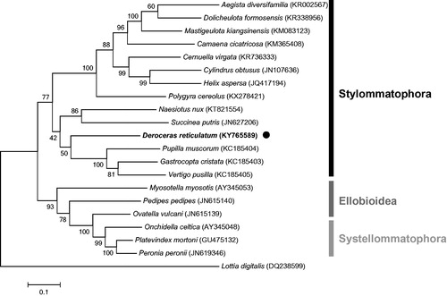 Figure 1. The phylogenetic tree of Deroceras reticulatum and related species in Pulmonata using amino acid sequences of the PCGs. The tree was constructed by the maximum-likelihood method with 1000 bootstrap replicates implemented in MEGA6.0 (Tamura et al. Citation2013). The Lottia digitalis (limpet) mitochondrial genome was used as an outgroup. Mitochondrial genome sequences were obtained from GenBank and their accession numbers are indicated next to species name.