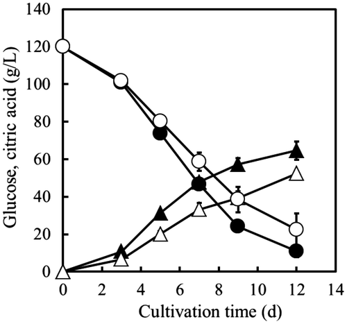 Fig. 6. Time Courses of Citric Acid Production by A. niger WU-2223L and OPI-1.Note: The time courses of glucose consumption (○, ●) and citric acid production (△, ▲) by A. niger WU-2223L (solid) and A. niger OPI-1 (hollow) are displayed. The average and standard deviation values (I) of three individual cultivations are shown.