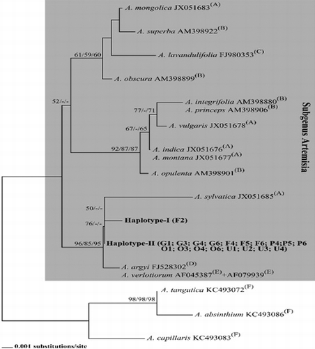 Figure 1. NJ tree showing the phylogenetic relationships between 18S-26S rDNA-ITS haplotypes obtained in this study (Haplotype-I and -II) and haplotypes of closely related species of Artemisia subgenus (obtained from GenBank). Bootstrap values (higher than 50%) from NJ, MP and ML analysis are given in this order.