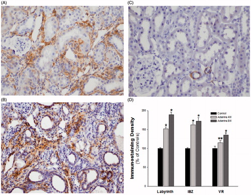 Figure 3. (A) Interstitial fibrosis in the kidney cortex of a rat from group A sacrificed after 4 weeks on an adenine diet and stained for β-actin. (B) More prominent interstitial fibrosis in the kidney cortex of a rat from group A sacrificed after 8 weeks and stained for β-actin. (C) Normal kidney cortex of a rat from group B after 4 weeks on a regular diet and stained for β-actin. (D) Image analysis of β-actin immunostaining density. The data from rats in group A (adenine diet) after 4 and 8 weeks are relative to the data from rats in group B (regular diet) after 4 weeks. Abbreviations: IBZ: interbundle Zone; VR: Vasa Recta.Note: *p < 0.001 A versus B, **p < 0.01 A versus B.