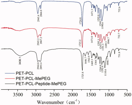 Figure 3. FT-IR spectra of PET-PCL, MePEG-PET-PCL, and MePEG-peptide-PET-PCL.