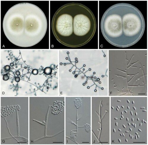 Figure 4. Phialemoniopsis limonesiae (ex-type CBS 146752). A. Colonies on OA after 14 d at 25 °C. B. Colonies on MEA. C. Colonies on PDA. D–J. Conidiophores. K. Conidia. Scale bars = 10 μm.
