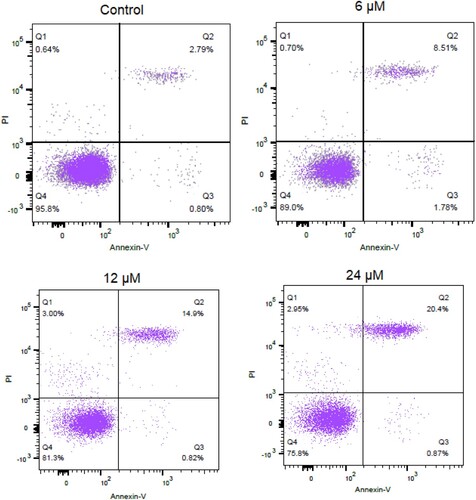 Figure 4. Heptazoline induces apoptosis in SCC-15 cells. Annexin V/PI staining showing the percentage of apoptosis in SCC-15 cells induced by heptazoline. Experiments were performed in triplicate.