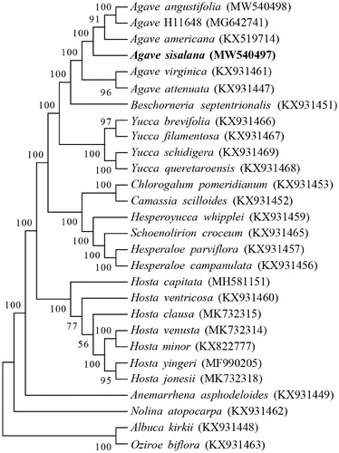 Figure 1. Phylogenetic tree of 28 chloroplast genomes.