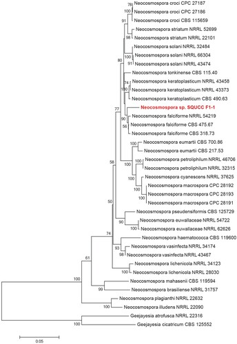 Figure 4. Phylogenetic tree obtained from combined ITS, TEF and RPB2 sequence alignment of the species of Neocosmospora. The tree was rooted using Geejayesia atrofusca (NRRL 22316) and Geejayesia cicatricum (CBS 125552). The phylogenetic tree was constructed by Maximum likelihood methods and GTRGAMMA model. The bootstrap values are expressed as percentage of 1000 replications.