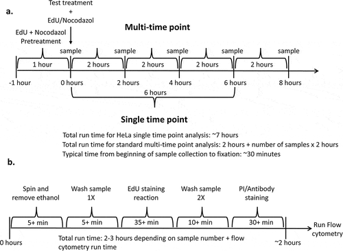 Figure 2. (a) diagram and run time of typical first-day work flow. (b) diagram and run time of second-day work flow. Step run times only include time spent centrifuging and incubating samples, not time spent manipulating samples. Total run time includes typical sample manipulation time