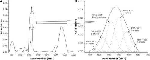 Figure 6 Deconvolution spectra of lysozyme amid I peak (1600–1700 cm −1). (A) Complete Fourier transform infrared spectrum of lyophilized lysozyme powder. (B) Zoomed view of amid I peak (solid line in spectrum depicts the amid I region and the dotted lines depict deconvoluted Gaussian peaks of various secondary structures of lysozyme).