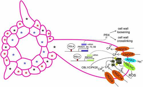 Figure 1. Regulation of tip growth of root hairs by ROS and Ca2+. This model is based on the previous works.Citation1,Citation6–10Apoplastic ROS generated by PRXs and RBOHC (RHD2) control cell wall expansion or crosslinking in the apical zone of root hairs. Ca2+ oscillations focused in root hair tip are modulated by CNGC5, CNGC6, CNGC9 and CNGC14. The CBL1/CIPK26 complex phosphorylates and activates RBOHC to generate ROS. RSL4 directly regulates the expression of genes encoding RBOHC and PRX01 (At1g05240), PRX44 (At4g26010), PRX73 (At5g67400), and PRX69 (AT5G64100). Blue asterisks indicate cortex. Black asterisks indicate H cell position. Red asterisks indicate N cell position.