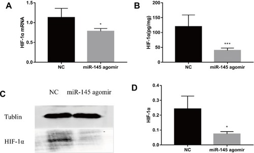 Figure 6 miR-145 suppresses HIF-1α expression in an MA model (n=5). Construction of a mouse model of MA in liver cancer, and intravenous injection of mmu-miR-145-5pagomir or negative control oligonucleotide. After 2 weeks, mice were sacrificed, and spleen tissue was isolated. (A) HIF-1α mRNA was measured by RT-PCR. (B) ELISA was used to detect the expression of HIF-1α. (C, D) Western blotting for HIF-1α. *P<0.05; ***P<0.01.Abbreviations: HIF-1α, hypoxia-inducible factor-1α; MA, malignant ascites; NC, negative control; RT-PCR, reverse transcription-polymerase chain reaction; ELISA, enzyme linked immunosorbent assay.