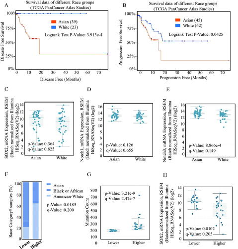 Figure 3. Different kind of expression of SOX2 in different race groups. The OS (A) and PFS (B) survival curves comparing patients with Asian (red) and White (blue) were plotted using Kaplan–Meier plotter scribing. Different mRNAs levels of SOX2/Notch signalling phenotypes in Asian and White were analysed, and the mRNA overexpression of SOX2 (C) and Notch1 (D) signalling was significant both in Asian and White. (E) The mRNA expression of Notch3 signalling was significantly different between Asian and White. (F) Asian patients always exhibited higher SOX2 alternation frequency than other patients. (G–H) Higher SOX2 alternation frequency was always significantly associated with higher mutation burden, and lower expression intensity.