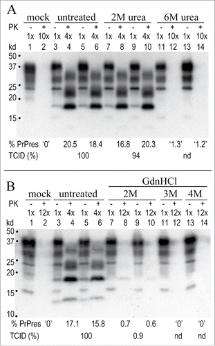 Figure 6. Representative TCID Western blot assays for FU-CJD where only a TSE infectious agent, but not PrP-res amyloid of cured cells, can provoke progressively increasing PrP-res. (A): Duplicates of control untreated FU-CJD and 2M and 6M urea treated samples inoculated on indicator cells and then passaged. Assay cell passage 5 shows the mock uninfected sample (PK+ lane 2), elicits no PrP-res response. In contrast, the infected FU-CJD p18 control (PK+ lanes 4 and 6) shows a strong response, with 100% of the TCID. The 2M urea treated p18 samples (PK+ lanes 8 and 10) also shows a strong PrP-res response, equivalent to 94% of the TCID of the buffer treated FU-CJD control. In comparison, 6M urea treated samples (PK+ lanes 12 and 14) show only a small PrP-res response that was insufficient for quantitating TCID at this passage (nd). (B): FU-CJD control and 2M, 3M and 4M GdnHCl treated p18 particles at assay passage 4. GdnHCl at 2M was effective at markedly reducing infectivity (PK+ lanes 8 and10) while 3M and 4M GdnHCl reductions were even more pronounced. Even by passage 15 no PrP-res was detectable after 4M GdnHCl treatment of particles, demonstrating a >5 log titer loss. Mock uninfected cells again induced no PrP-res signal (PK+ lane 2). Markers in kd.