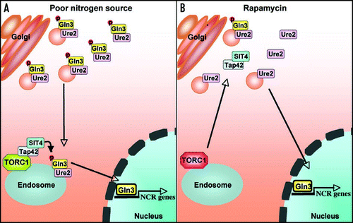 Figure 1 NCR gene expression in response to poor nitrogen source or rapamycin is governed by distinct signaling circuits. (A) Upon shift from a rich to a poor nitrogen source, free Gln3-Ure2 complexes associate with Golgi-derived vesicles to be transported to endosomes or a later compartment where Tap42-Sit4 complexes are membrane-tethered via TORC1. This trafficking step results in Gln3 dephosphorylation, Gln3-Ure2 complex dissociation, and Gln3 nuclear import. (B) Rapamycin-induced Gln3 nuclear translocation bypasses Golgi-to-endosome trafficking by liberating membrane-tethered Tap42-Sit4 complexes, which then dephosphorylate Gln3 in the cytosol or on Golgi-derived vesicles to enable nuclear import and activation of NCR gene expression.