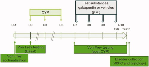 Figure 1. Experimental designs used in the study. Vehicles 1 and 2, gabapentin and test substances as indicated in Table 1. was administered on day (D) 7, D8, D9 and D10. Von Frey test was first performed at day 7 (before pharmacological treatment) to confirm presence of visceral pain and then at day 10 to analyze compounds effect on CYP-induced chronic bladder pain.