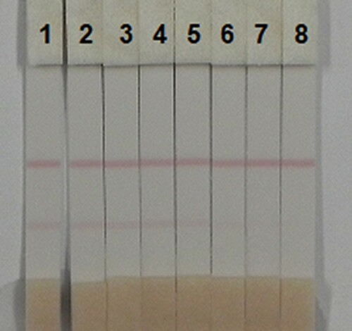 Figure 5. Image of detection by clorprenaline immunochromatographic strip in urine. A series of urine samples spiked clorprenaline were subjected to the immunochromatographic strip test. 1 = 0 ng/mL, 2 = 0.1 ng/mL, 3= 0.25 ng/mL, 4 = 0.5 ng/mL, 5= 1 ng/mL, 6 = 2.5 ng/mL, 7 = 0.5 ng/mL, 8 = 10 ng/mL. Cut-off value was 10 ng/mL.