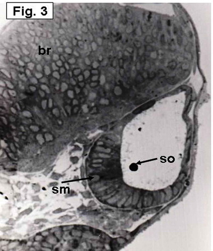 Figure 3. Hypophthalmichthys molitrix, 4 days after fertilization Light microscopy micrograph of a transverse section across the developing inner ear, showing arrangement of the saccular macular cells (sm) in an oblique position overlain by the saccular otolith (so). br, brain. 370×.