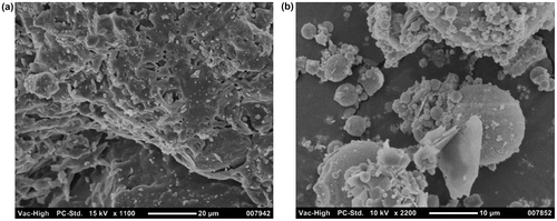 Figure 2. SEM images for the waste brick (a) and the impounded ash (b) used in this investigation.